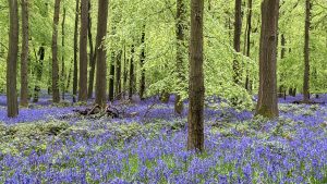 A field of bluebells in Hertfordshire