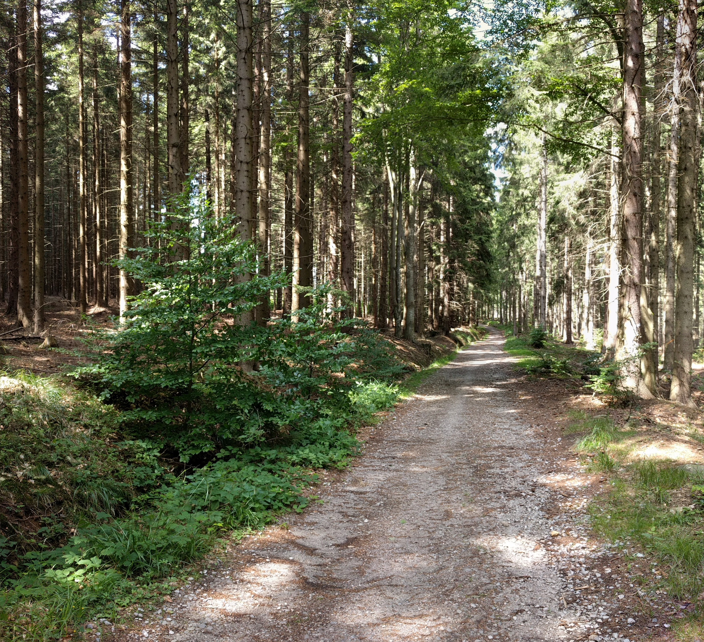 Narrow forest road in summer.
