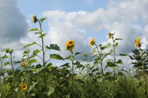 Sunflowers and a cloudy sky.