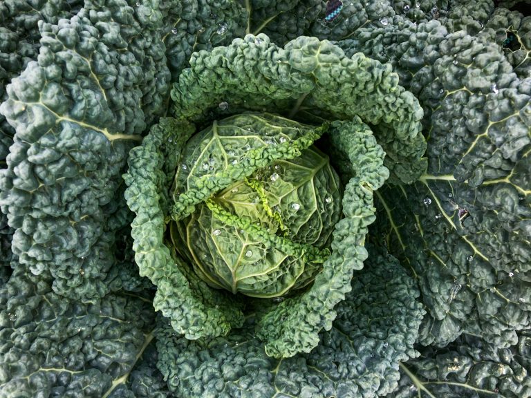 Savoy cabbage