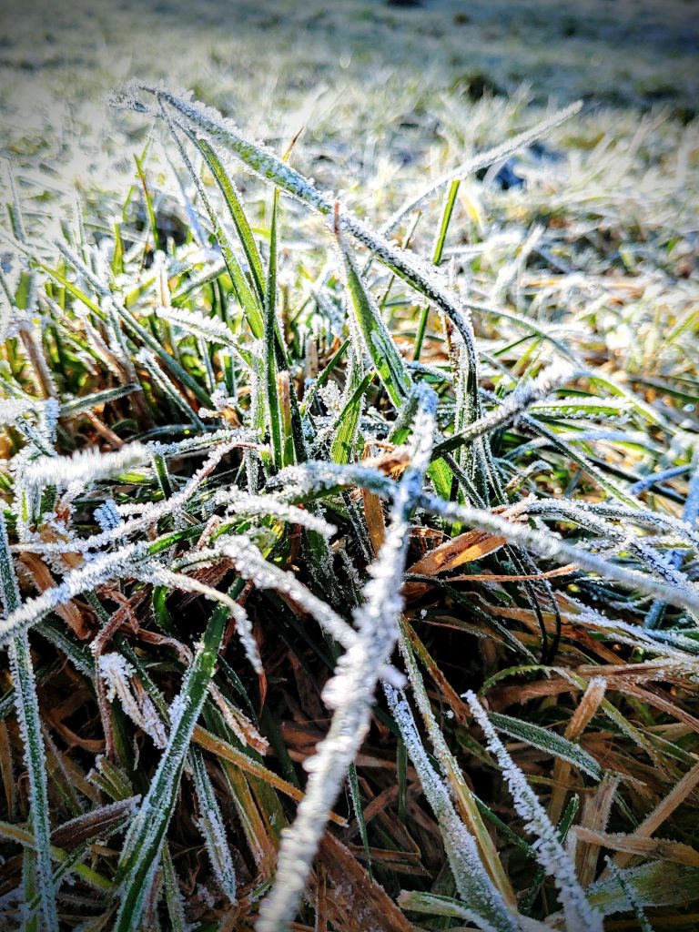 Frozen grass