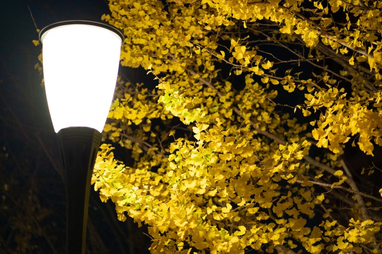 Ginkgo / Maidenhair Tree.  Tree it lit by streetlamp in immediate foreground.