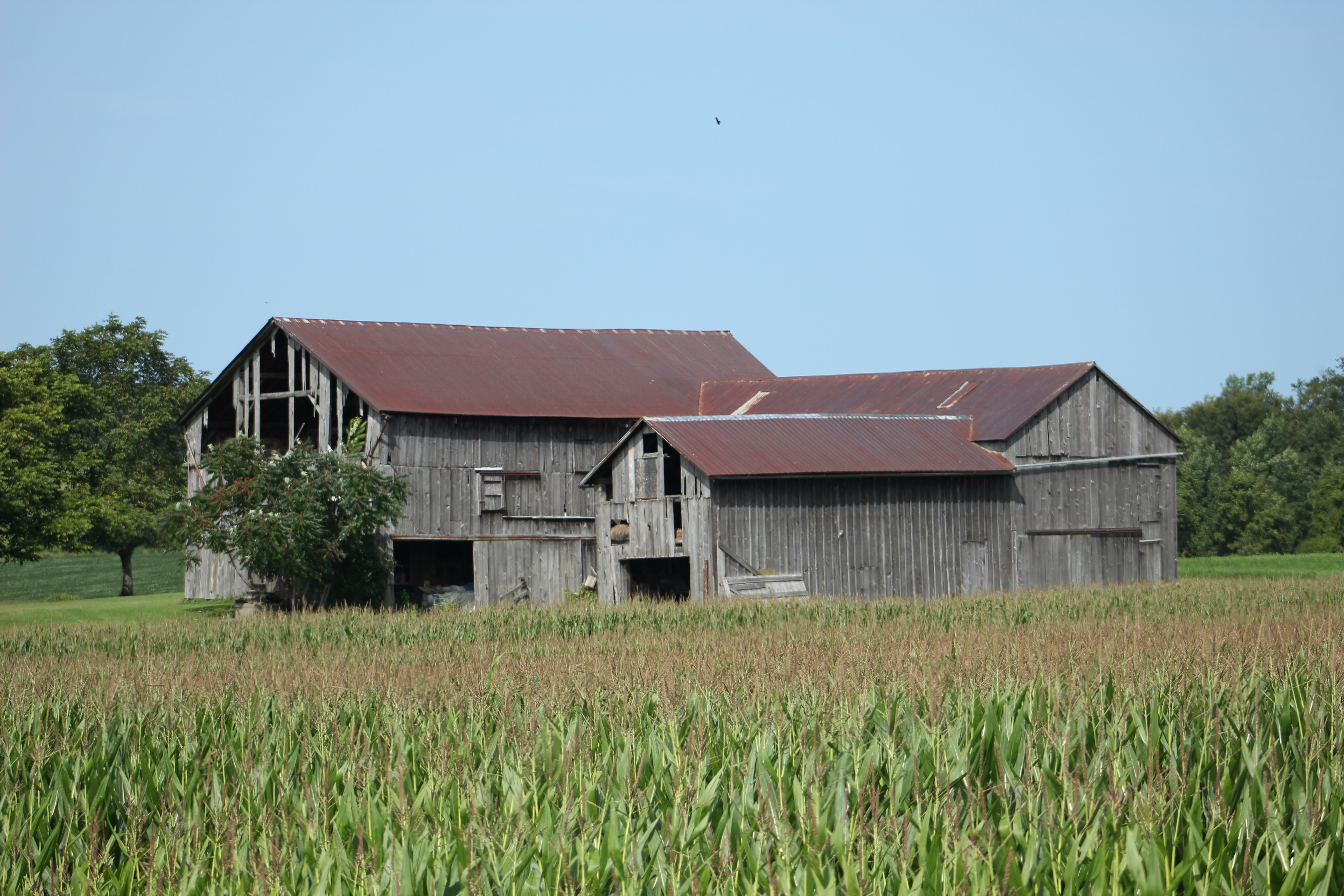 Old barn and a corn field.