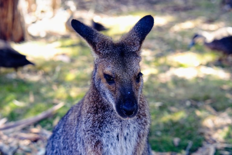 Wallaby