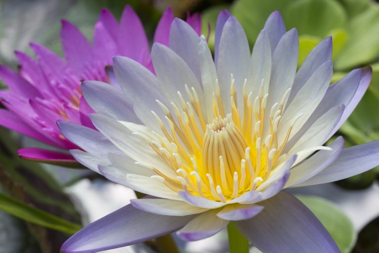 Water lilies in a pond.