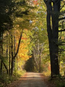 View larger photo: A dirt road in the fall with autumn leaves (foliage).