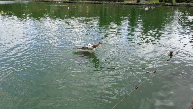 Seagull taking off