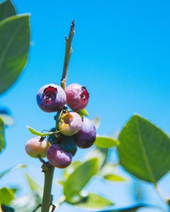 View larger photo: Fresh blueberries, ready to be picked.