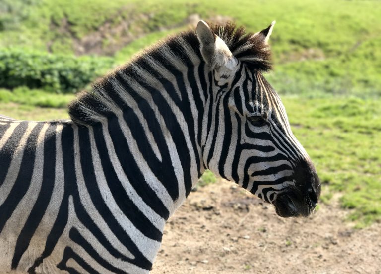 Zebra