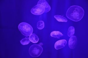 Neon jellyfish under a black light