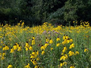 Michigan wildflowers in a field