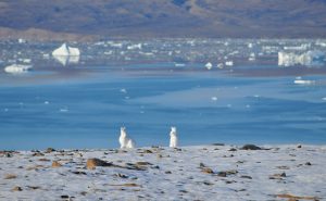Arctic hares at the edge of Wolstenholme Fjord, Greenland
