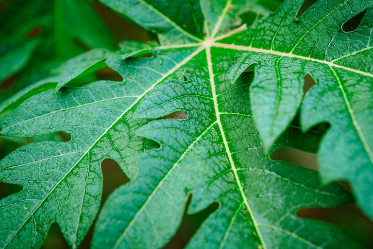 Leaves wet with dew in a winter morning.