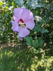 A purple flower