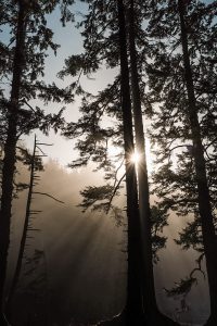 Light pouring through trees