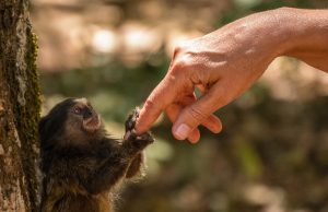 A small monkey holds an outstretched human finger.
