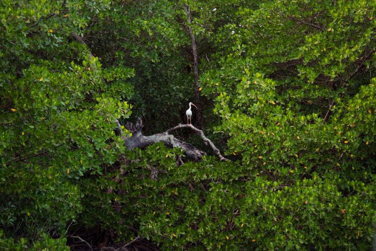 White Ibis Roosting in Mangroves, Ten Thousand Islands, Florida