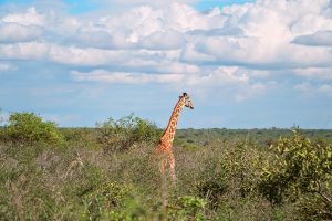 A giraffe in Africa