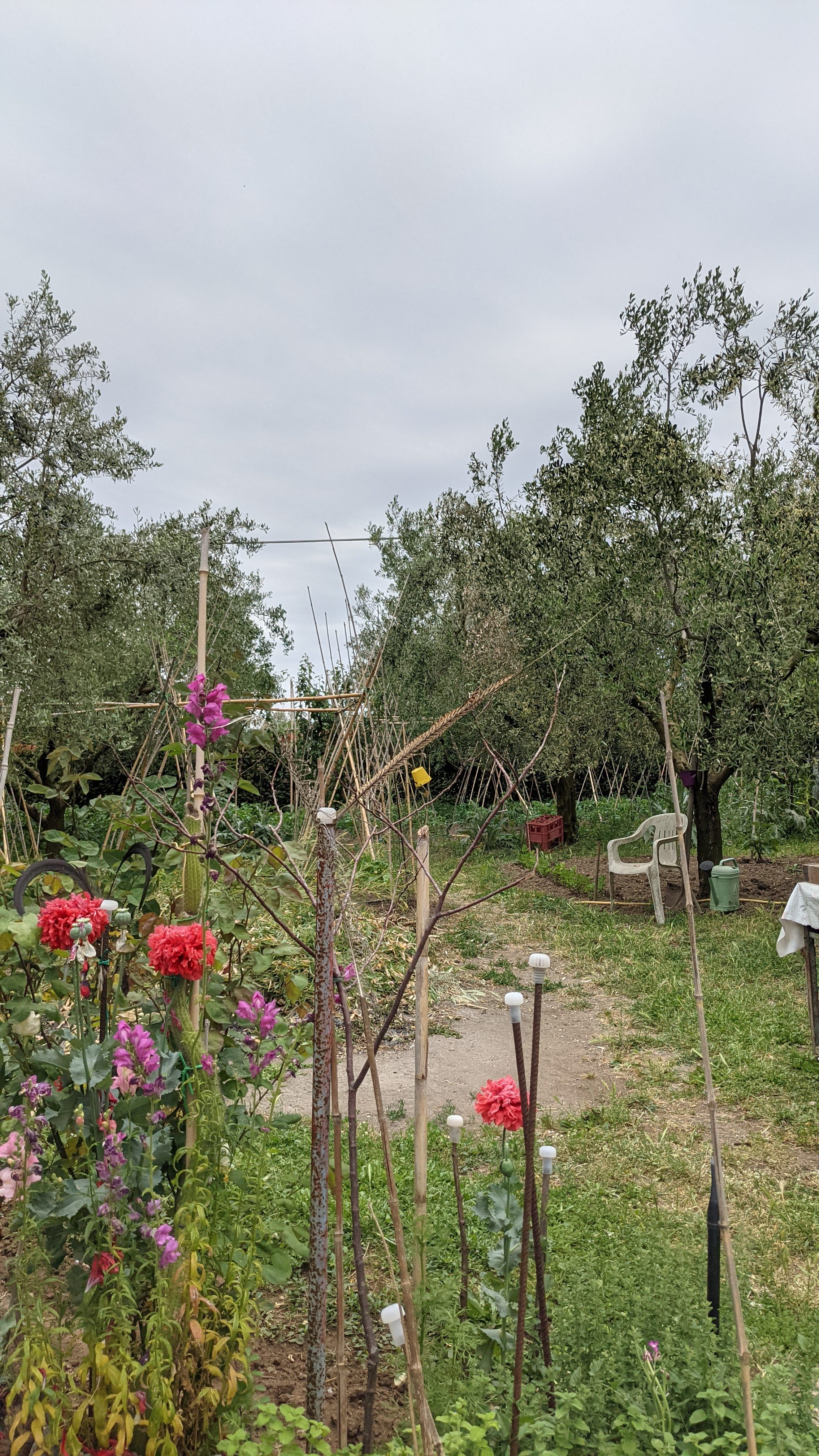 A garden scene with a variety of colorful flowers, including red and purple blooms, amidst green foliage. Wooden stakes are visible, suggesting a support structure for plants.