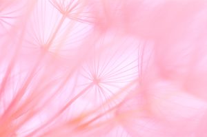 Macro shot of dandelion seed head in pink light