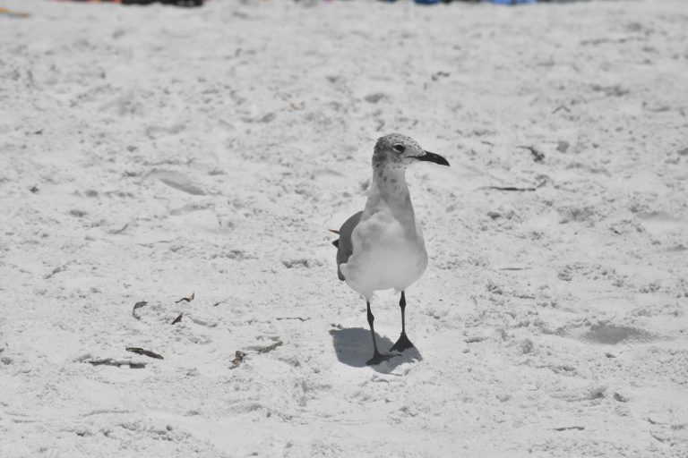 Young seagull standing on the beach