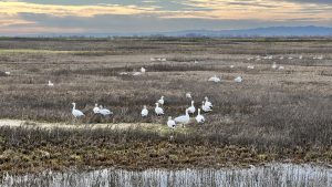 White Snow Geese In Northern California Wetlands