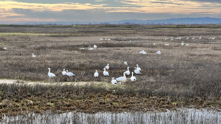 White Snow Geese In Northern California Wetlands