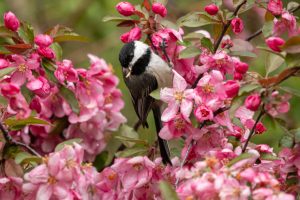 Chickadee amongst fruit blossoms