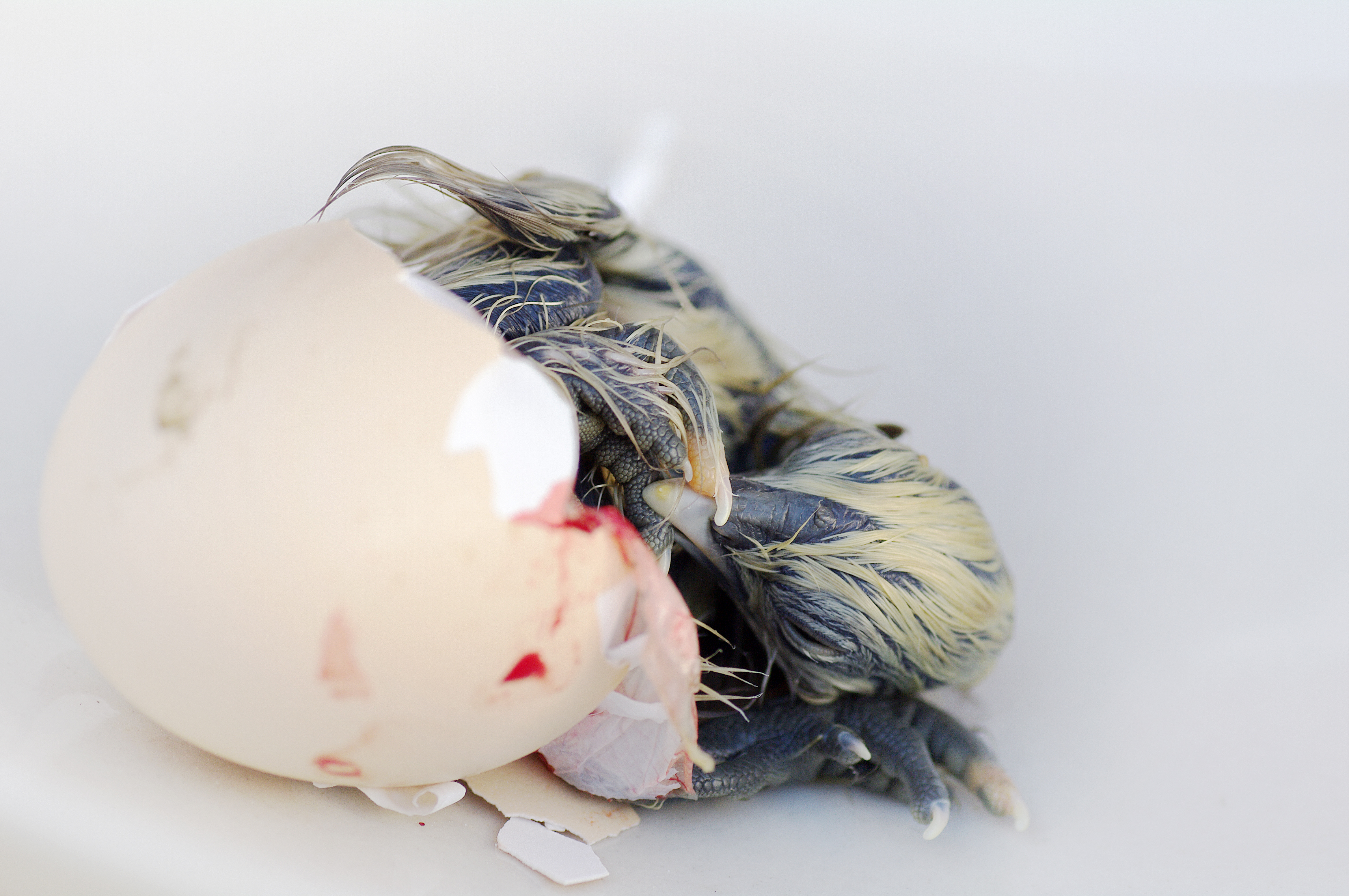 Newly hatched Silky chick