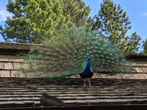 Peacock on the roof at the Beacon Hill Children's Farm in Victoria British Columbia