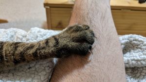 Cat paw with claws extended on human arm