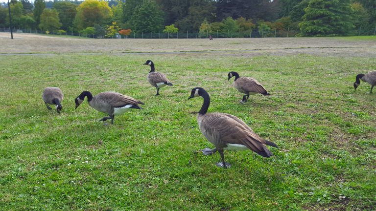 Canada Geese aka Cobra Chickens on a large lawn at Royal Roads University in Victoria British Columbia