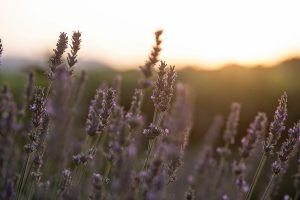 Close up of Lavender flowers on field against the sunset in Valencia, Spain
