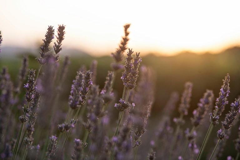 Close up of Lavender flowers on field against the sunset in Valencia, Spain