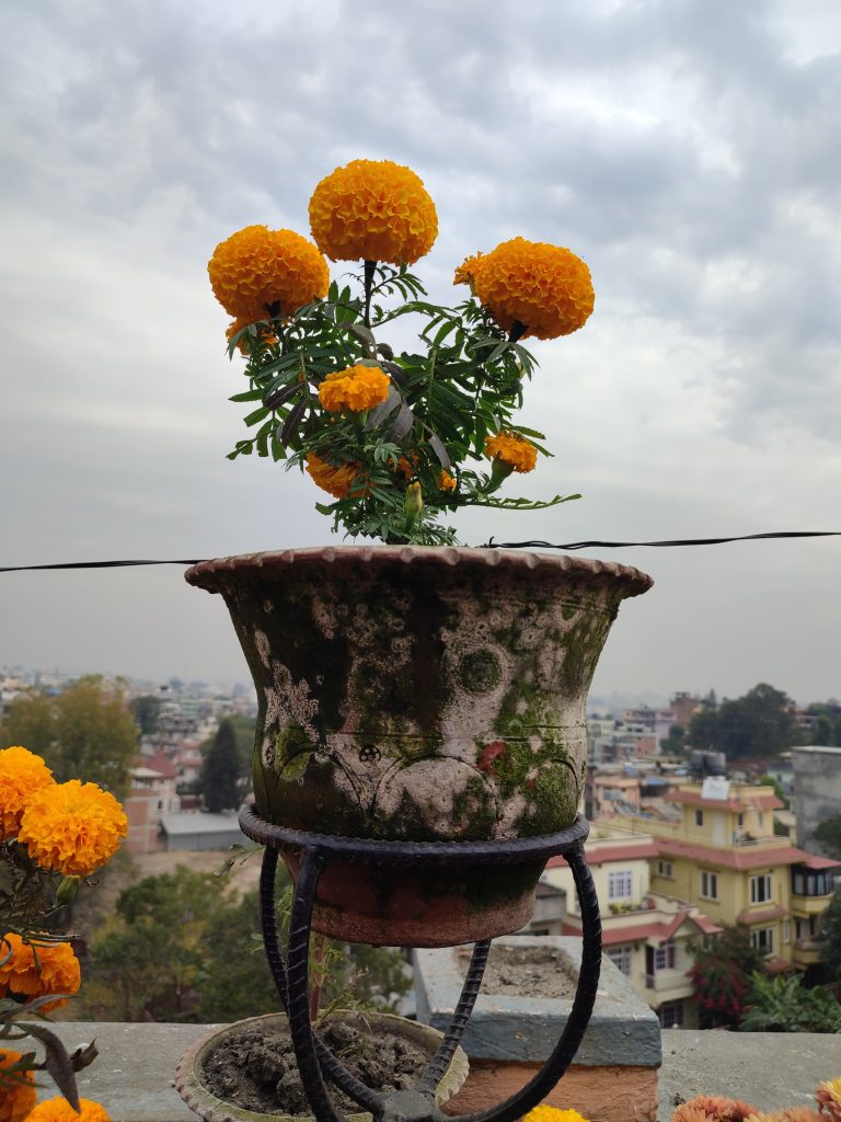 Flowers in a pot looking over a city