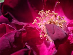 Wild rose up close