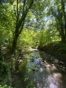 Woodland scene with stream