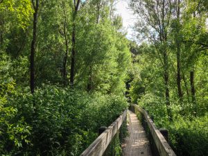 Trail amongst the trees at Lake Chabot