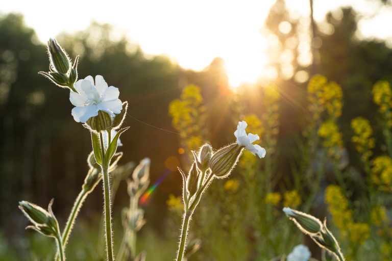 White flowers in the morning light.