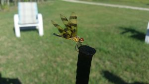 View larger photo: Dragonfly perched on a post