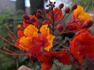 Red tropical flowers