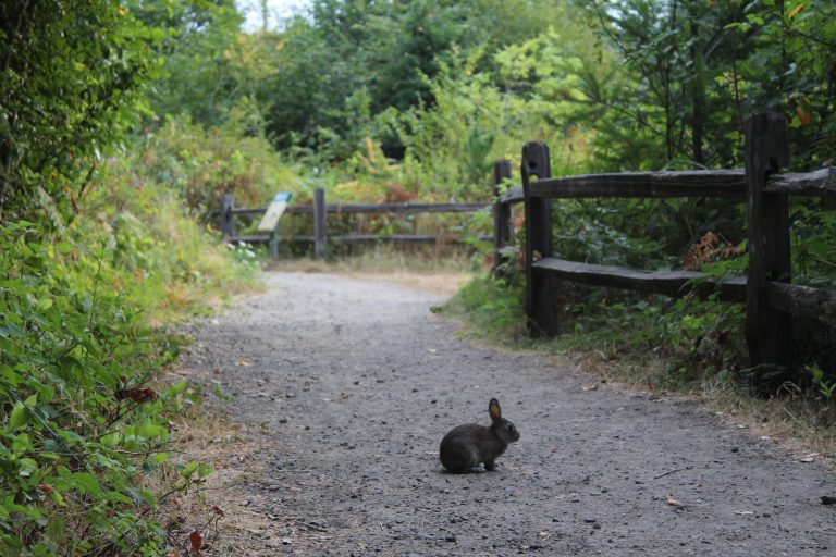 A Wild Rabbit Appears