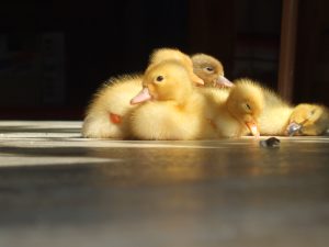 Baby ducks sleeping in a pile