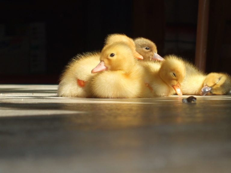 Baby ducks sleeping in a pile