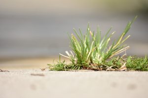 Close up of grasses sprouting up through the sidewalk.