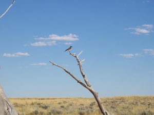 Bird on a branch in the desert.