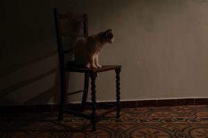 Cat posing on a chair