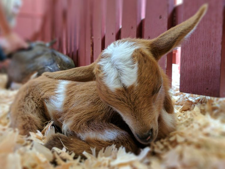 Baby goat, doo doo doo doo doo doo in Beacon Hill Park in Victoria British Columbia Canada