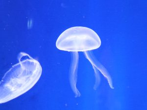 jellyfish in aquarium, méduses dans un aquarium
