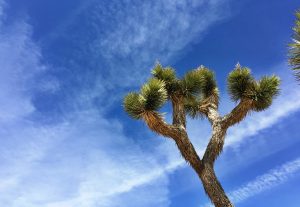 Joshua Tree